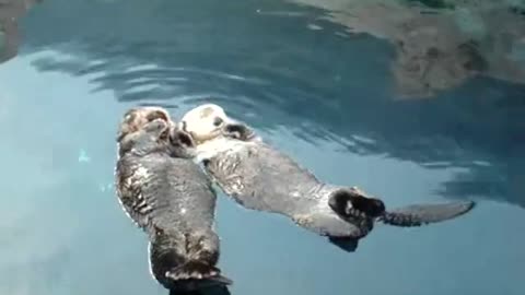 Adorable sea otters hold hands while napping
