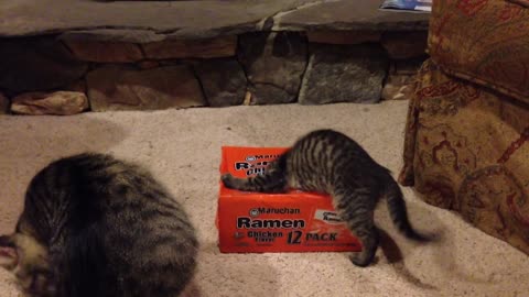 Curious kittens play in Ramen box