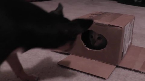 Kitten's first cardboard box is an epic encounter