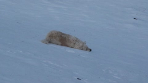 Guard dog body slides down icy hillside
