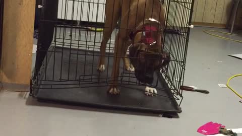 Genius Dog Escapes Cage!